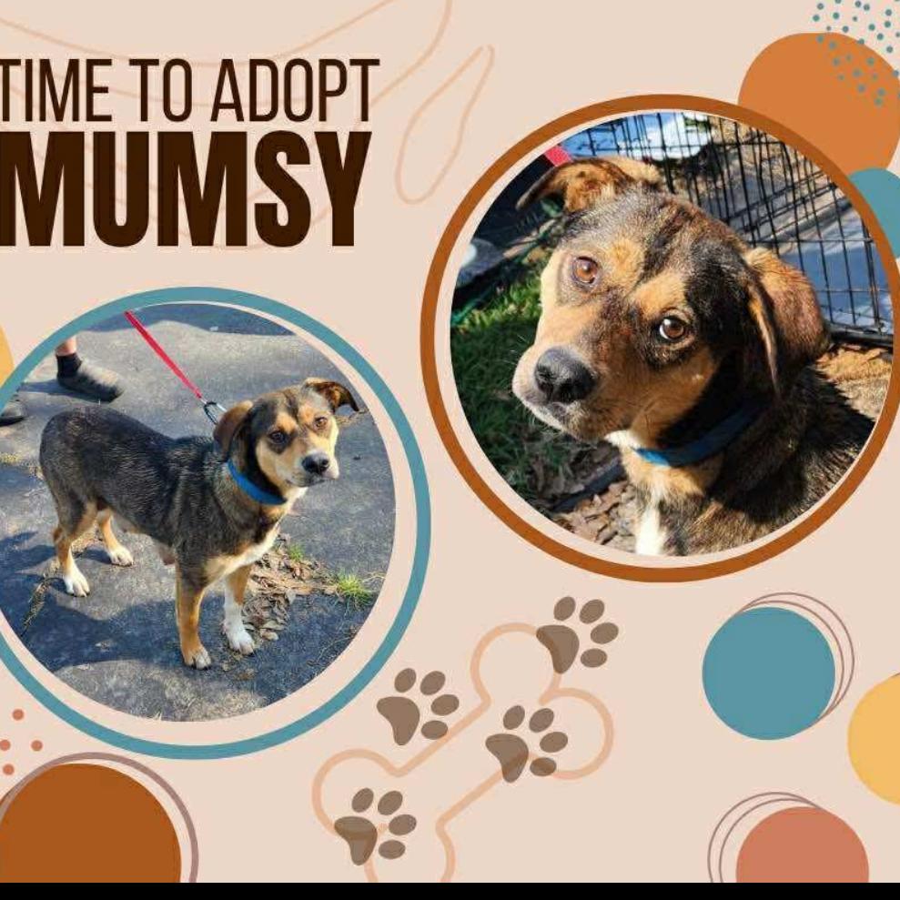 Mumsy, Adoptable, Adult Female Beagle & Mixed Breed.