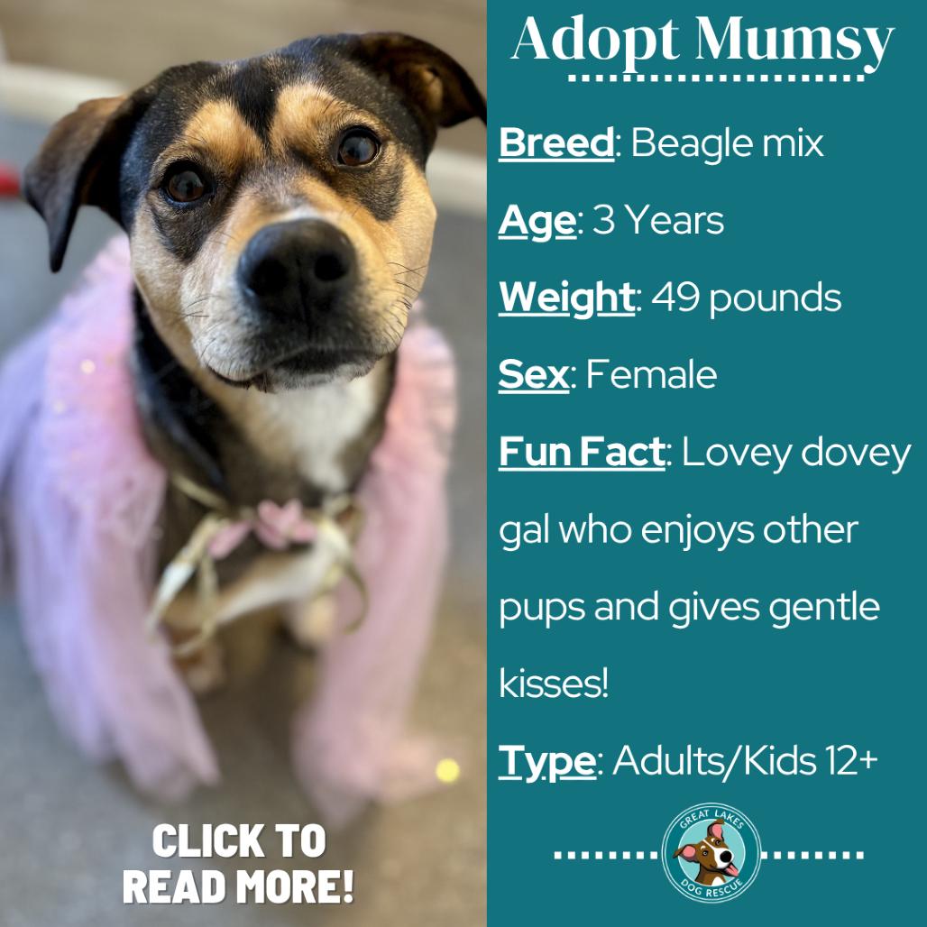Enlarge Mumsy, a Adoptable mixed breed in Metamora, MI image 3/6
