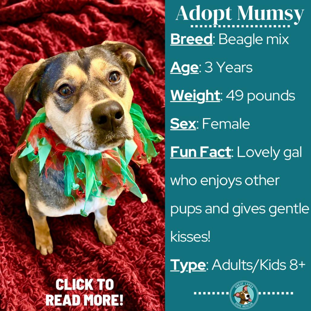 Enlarge Mumsy, a Adoptable mixed breed in Metamora, MI image 2/6