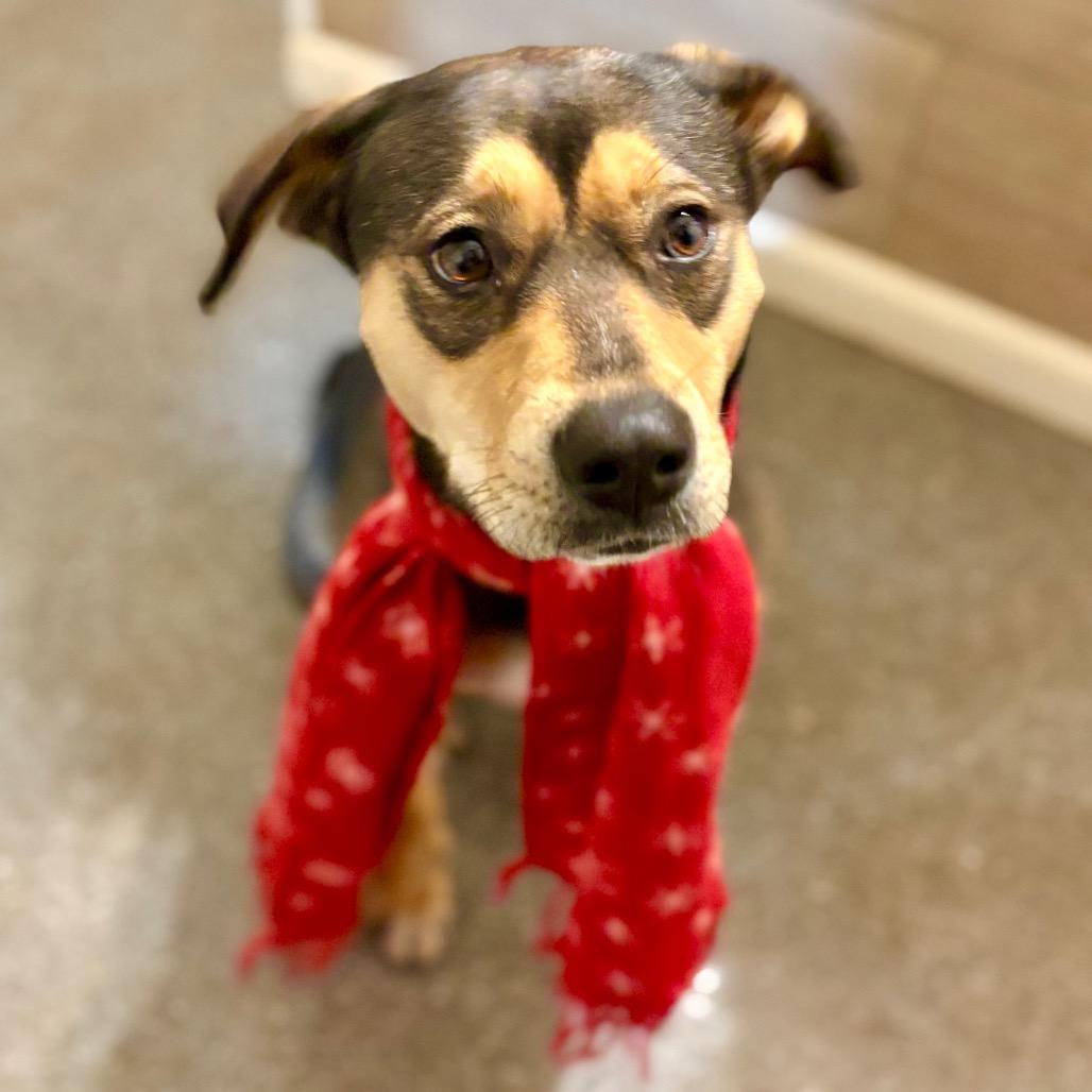 Enlarge Mumsy, a Adoptable mixed breed in Metamora, MI image 3/6