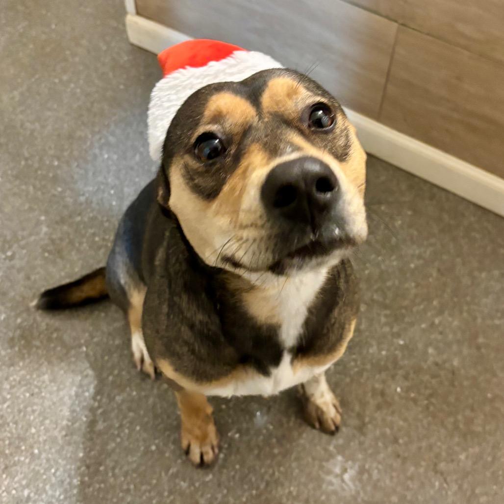 Enlarge Mumsy, a Adoptable mixed breed in Metamora, MI image 4/6