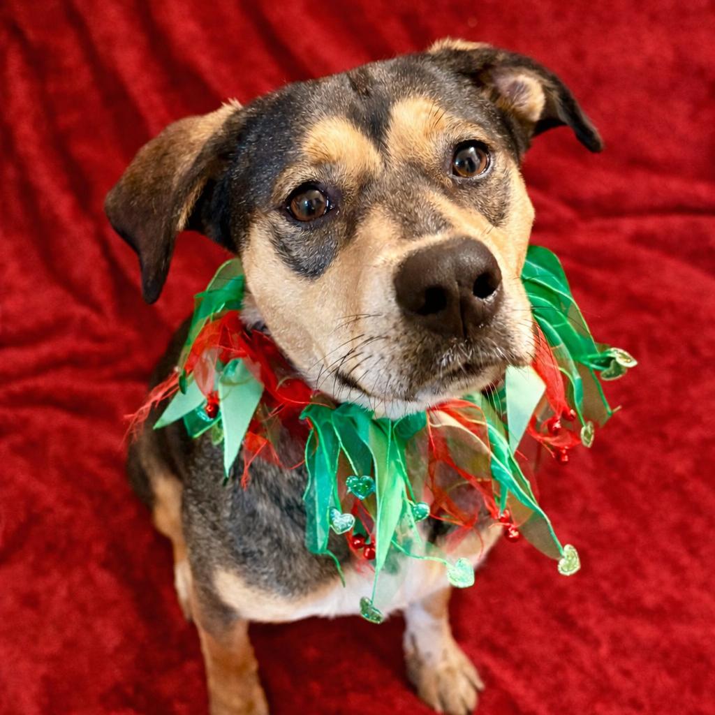 Enlarge Mumsy, a Adoptable mixed breed in Metamora, MI image 5/6