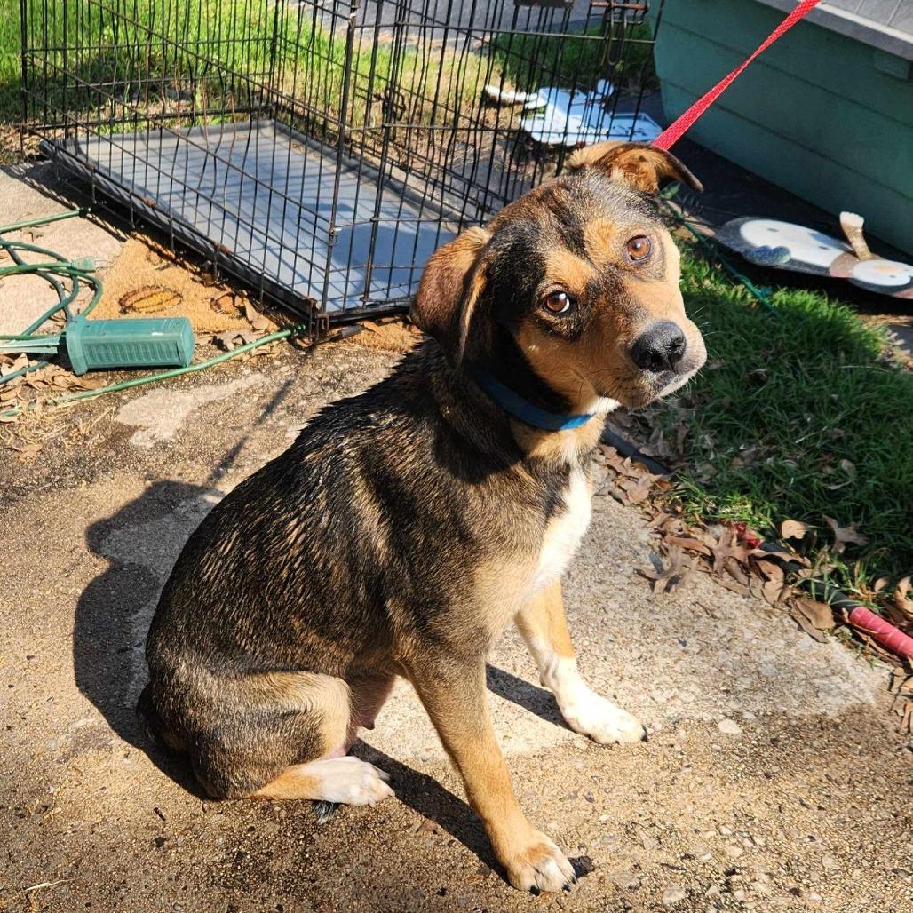 Enlarge Mumsy, a Adoptable mixed breed in Metamora, MI image 6/6