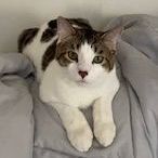 Leo, a Adoptable Domestic Short Hair in Clawson, MI image 1/6