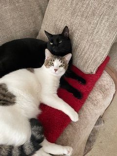 Leo, a Adoptable Domestic Short Hair in Clawson, MI image 2/6