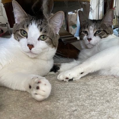 Leo, a Adoptable Domestic Short Hair in Clawson, MI image 3/6