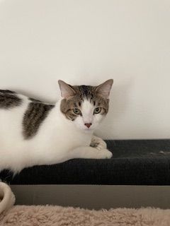 Leo, a Adoptable Domestic Short Hair in Clawson, MI image 4/6