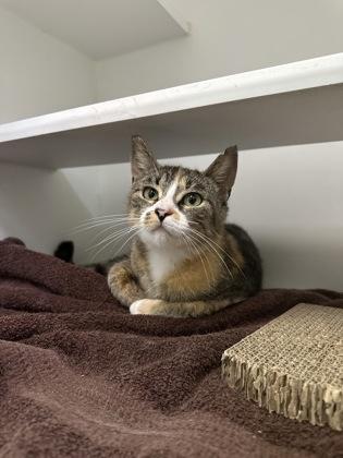 Princess Mushroom, Adoptable, Adult Female Domestic Short Hair & Domestic Short Hair.