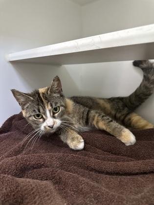 Princess Mushroom, a Adoptable mixed breed in Traverse City, MI image 2/3