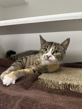Princess Mushroom, a Adoptable mixed breed in Traverse City, MI image 3/3