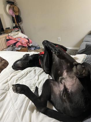 Magneto, an adoptable Retriever, Mixed Breed in Fort Worth, TX, 76102 | Photo Image 2