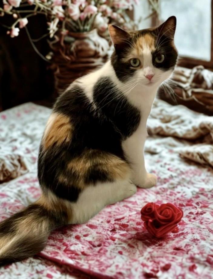 Marmalade , adopted, Young Female Calico.