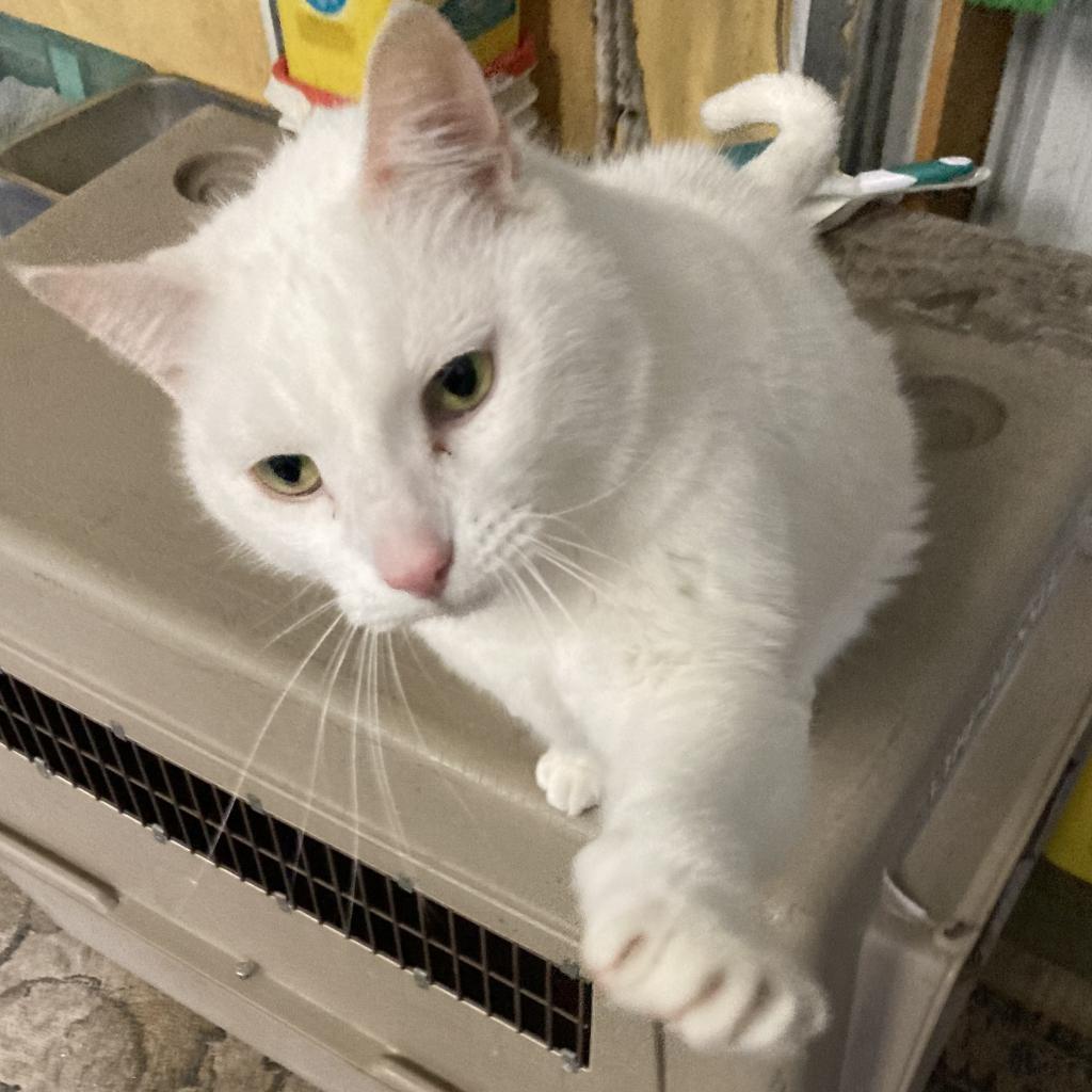 Enlarge Wilbur (Winter), a Adoptable mixed breed in Grand Rapids, MN image 2/6