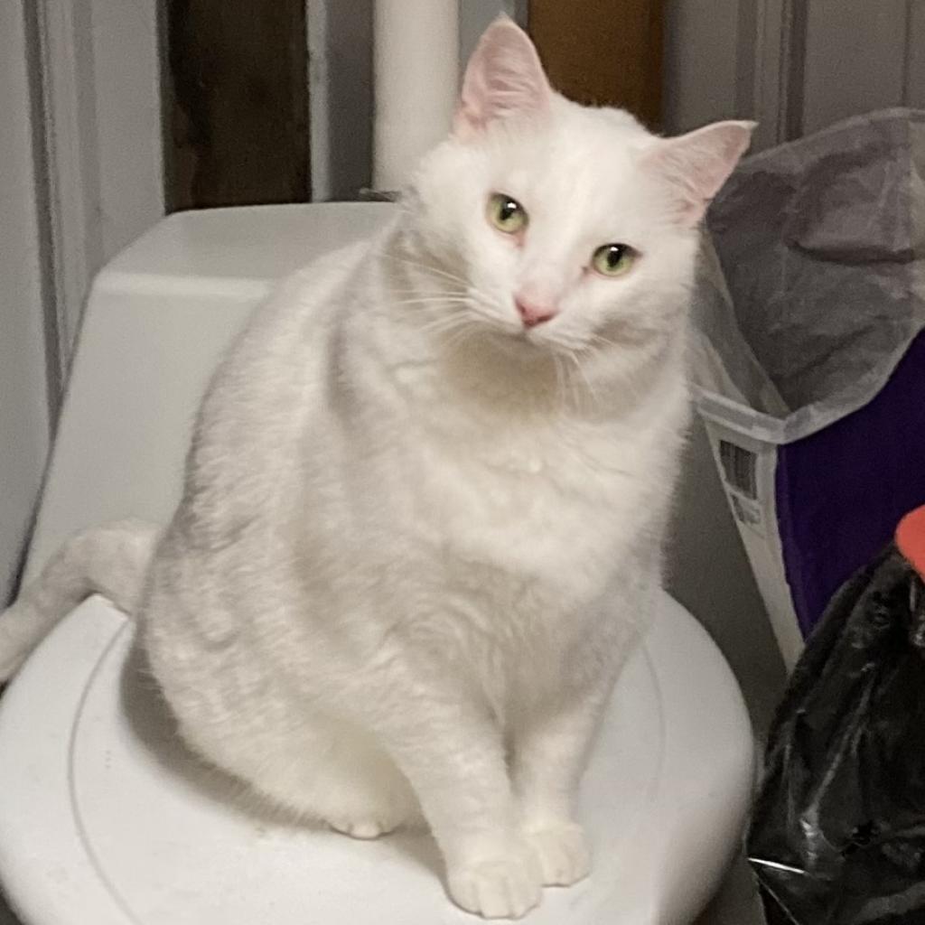 Enlarge Wilbur (Winter), a Adoptable mixed breed in Grand Rapids, MN image 3/6