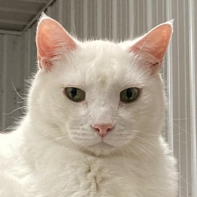 Enlarge Wilbur (Winter), a Adoptable mixed breed in Grand Rapids, MN image 1/6