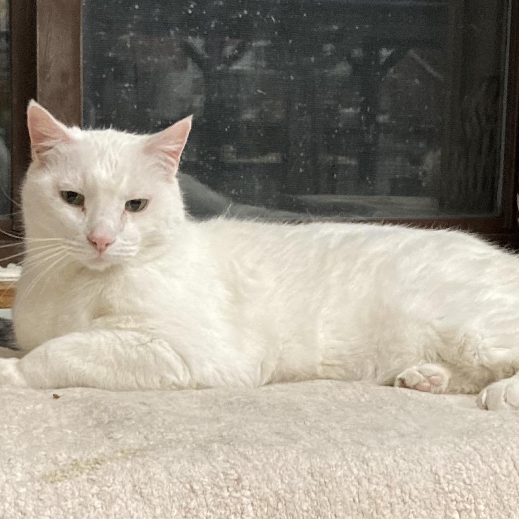 Enlarge Wilbur (Winter), a Adoptable mixed breed in Grand Rapids, MN image 4/6