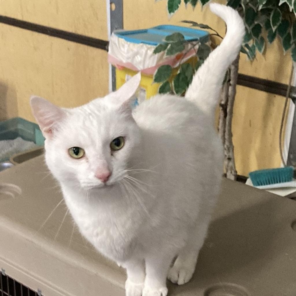 Enlarge Wilbur (Winter), a Adoptable mixed breed in Grand Rapids, MN image 5/6
