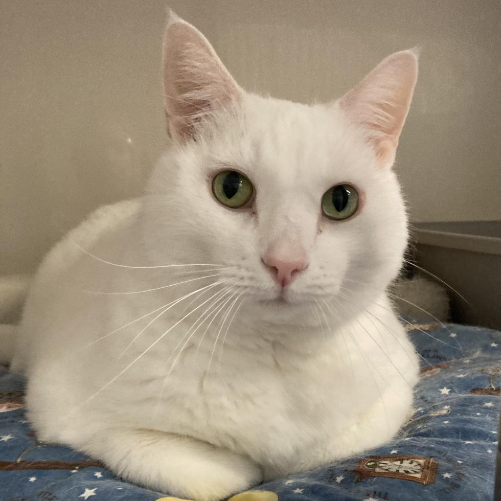 Enlarge Wilbur (Winter), a Adoptable mixed breed in Grand Rapids, MN image 6/6