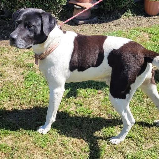 Enlarge Brody, a Adoptable American Staffordshire Terrier in Orangeburg, SC image 2/2
