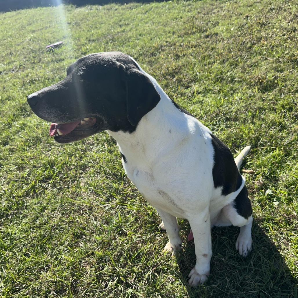 Enlarge Brody, a Adoptable American Staffordshire Terrier in Orangeburg, SC image 1/2