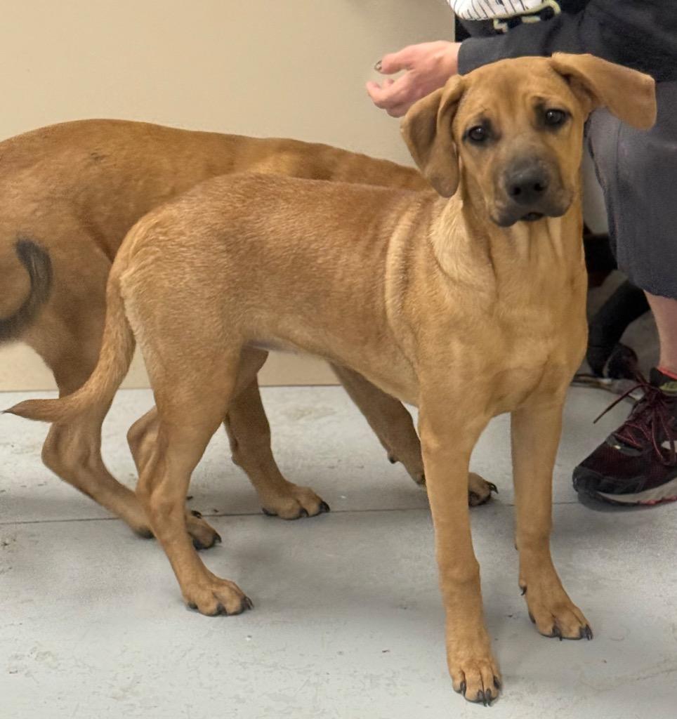 Enlarge Bellatrix, a Adoptable mixed breed in North Vernon, IN image 1/1