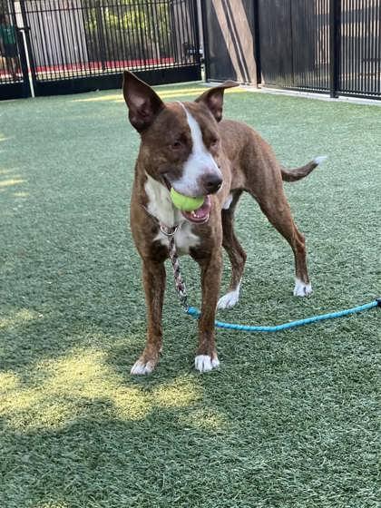 Benyay, Adoptable, Adult Male Pit Bull Terrier & Mixed Breed.