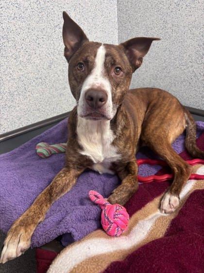 Benyay, Adoptable, Adult Male Pit Bull Terrier & Mixed Breed.
