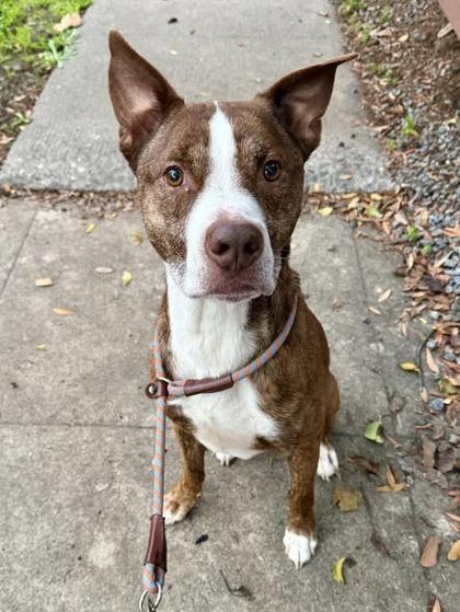 Benyay, Adoptable, Adult Male Pit Bull Terrier & Mixed Breed.