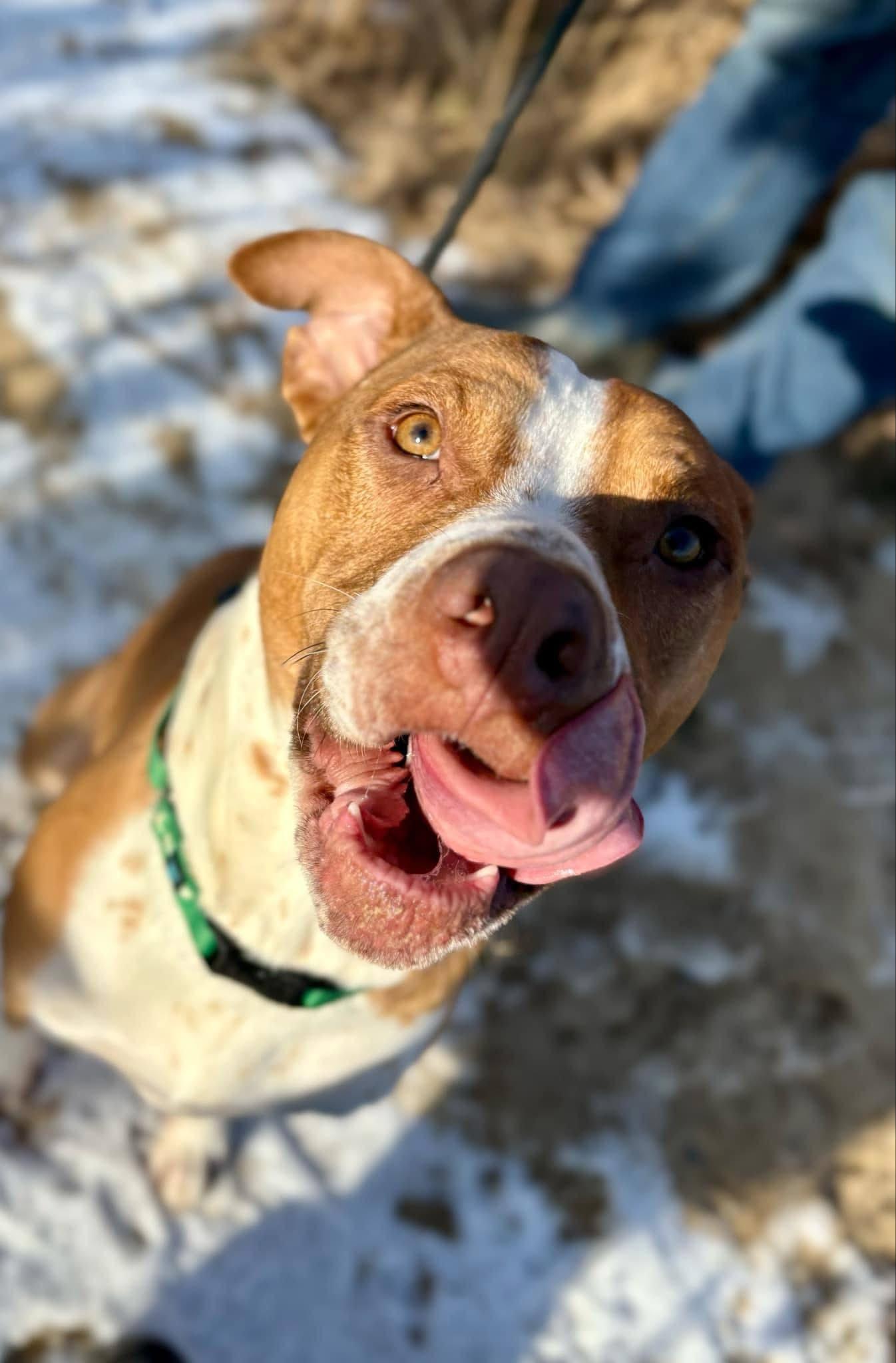 Eddie, a Adoptable mixed breed in Lewis Center, OH image 1/6