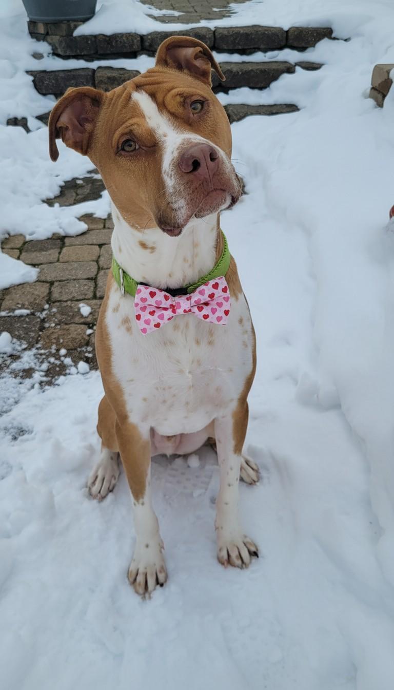 Eddie, a Adoptable mixed breed in Lewis Center, OH image 2/6