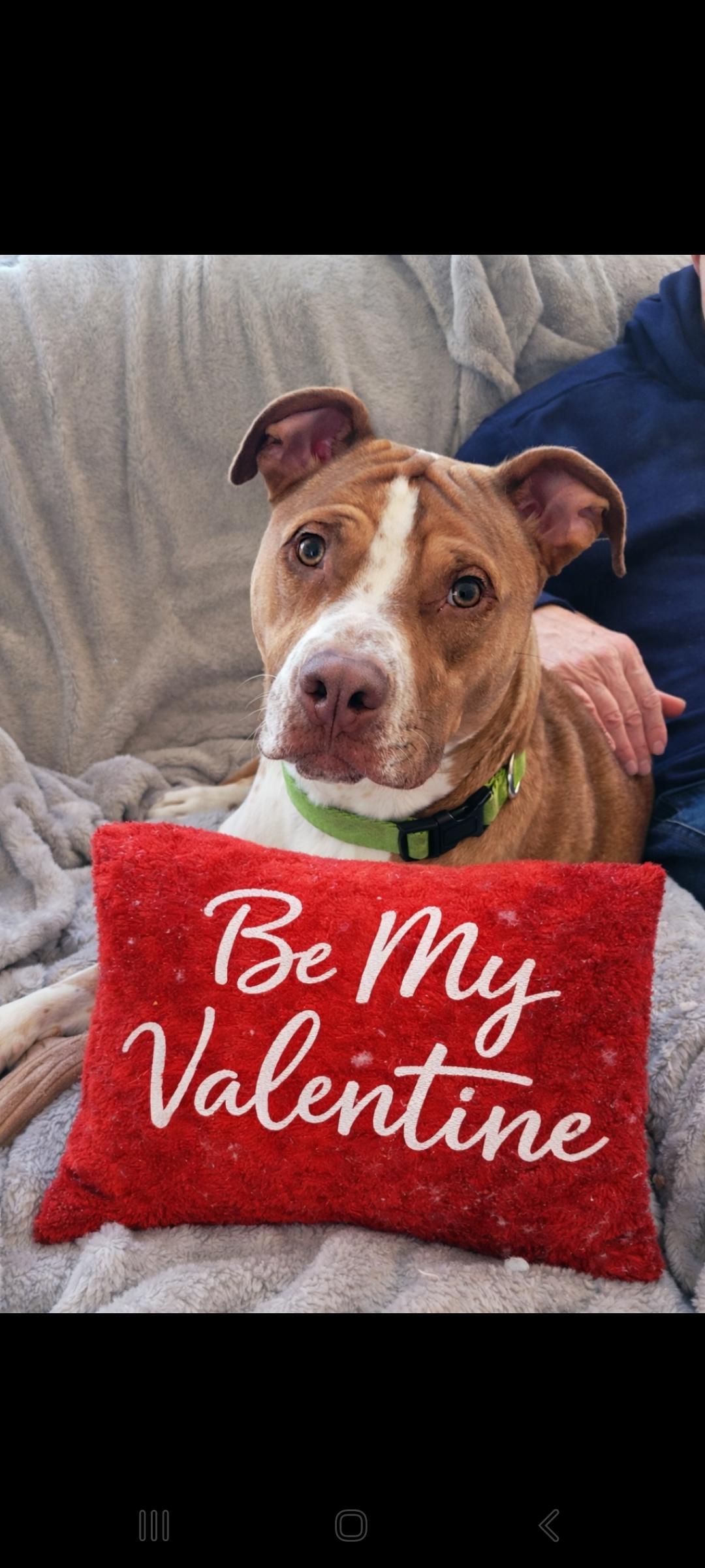 Eddie, a Adoptable mixed breed in Lewis Center, OH image 4/6