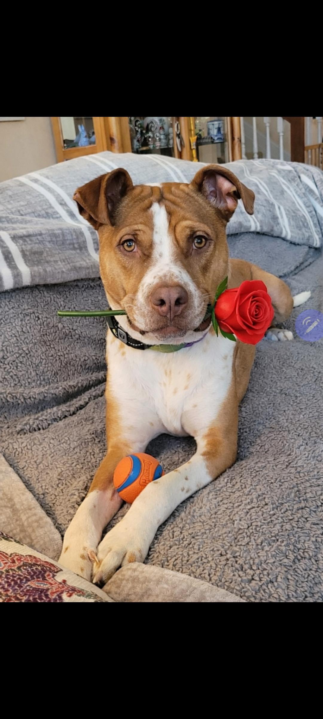 Eddie, a Adoptable mixed breed in Lewis Center, OH image 5/6