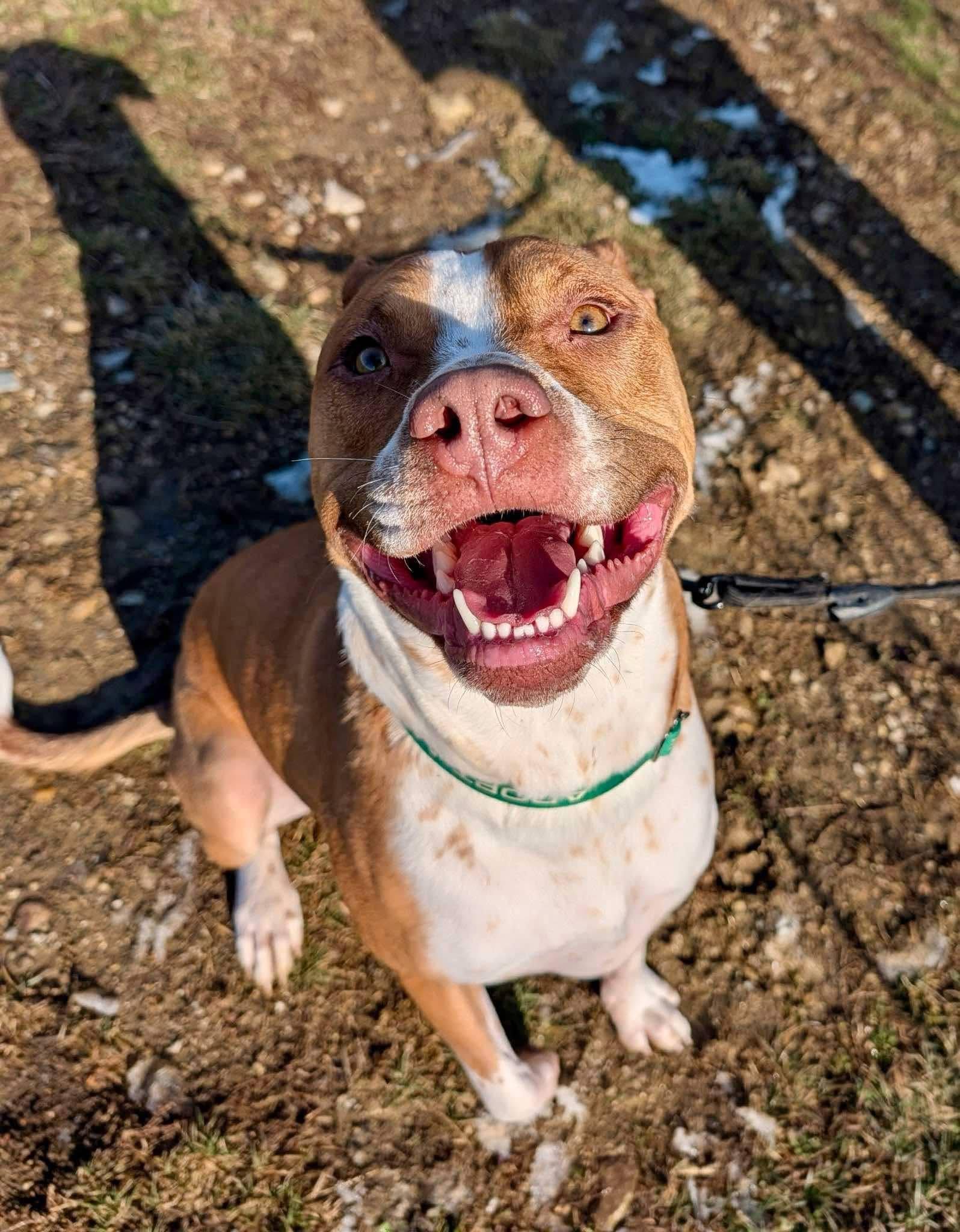 Eddie, a Adoptable mixed breed in Lewis Center, OH image 6/6