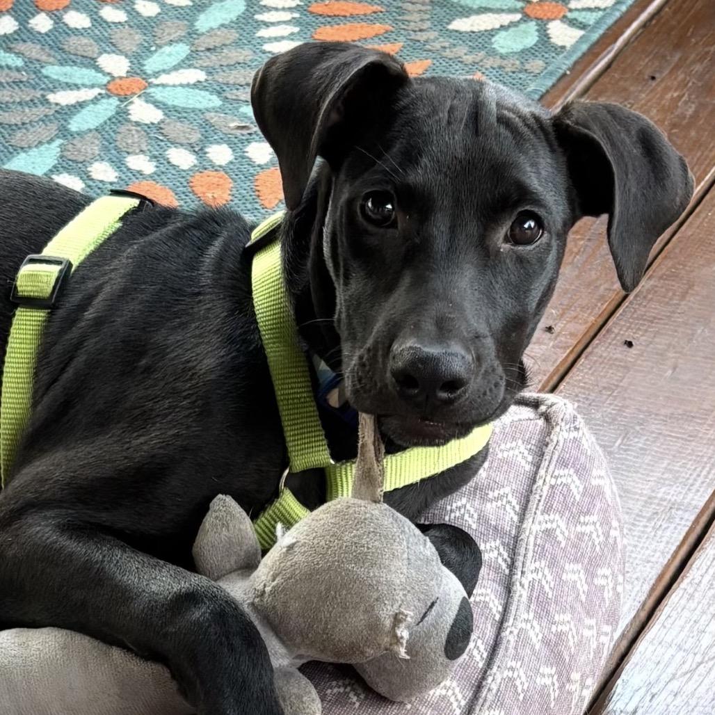 Enlarge Jordan Lane, a Adoptable mixed breed in Brownsboro, AL image 1/1