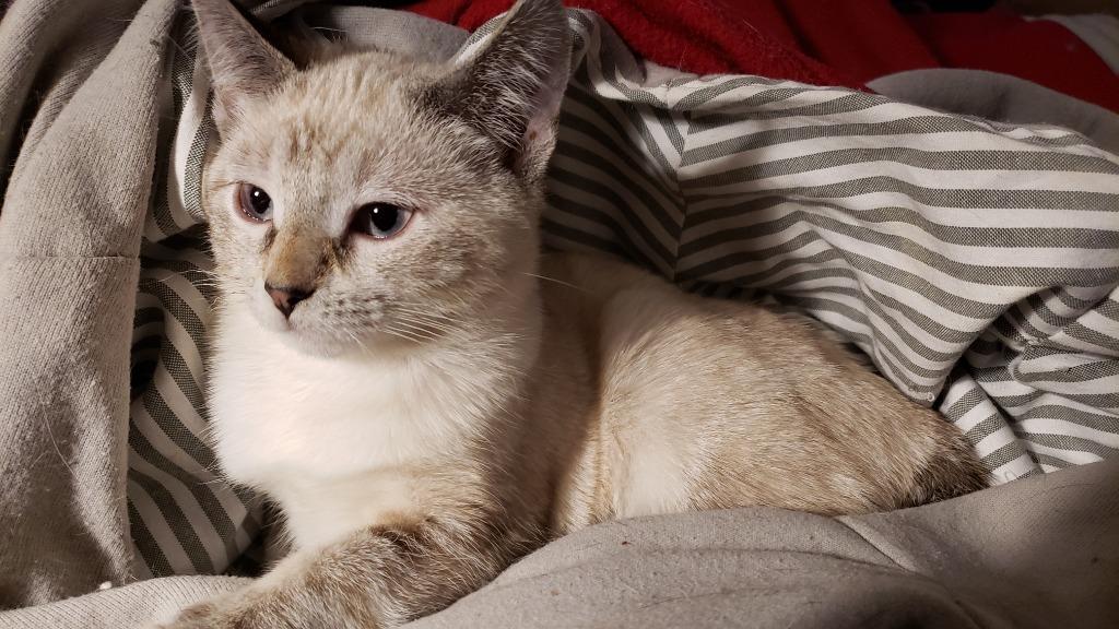 Claire, Adoptable, Kitten Female American Shorthair & Domestic Short Hair.