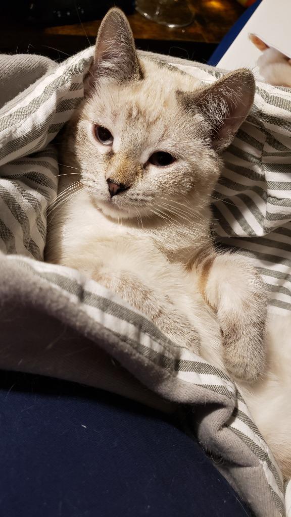 Enlarge Claire, a Adoptable mixed breed in Merriam, KS image 2/2