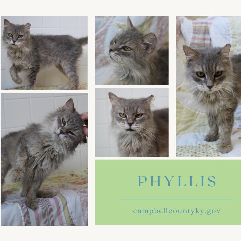 Enlarge Pickles, a Adoptable Domestic Long Hair in Melbourne, KY image 1/6