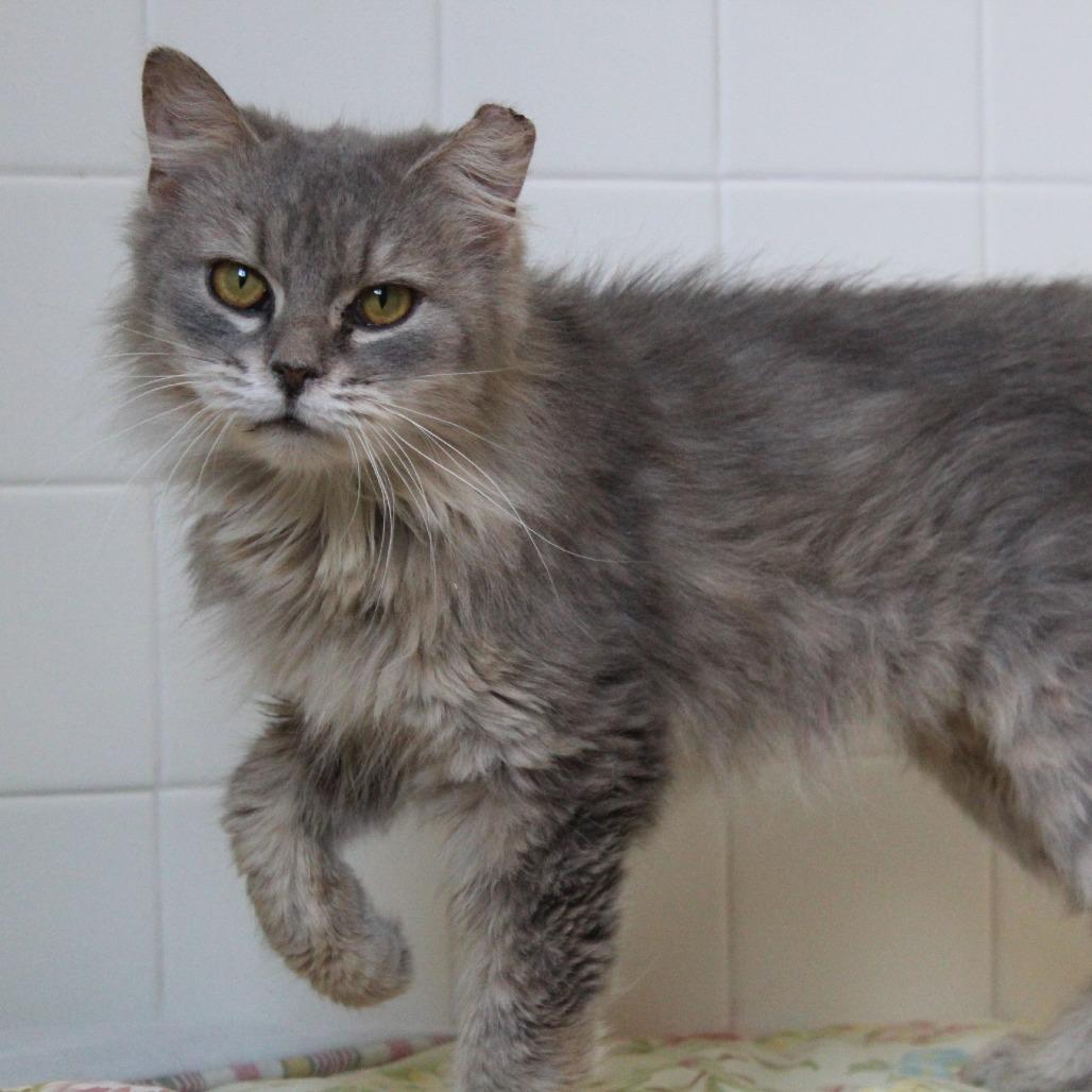 Enlarge Pickles, a Adoptable Domestic Long Hair in Melbourne, KY image 2/6