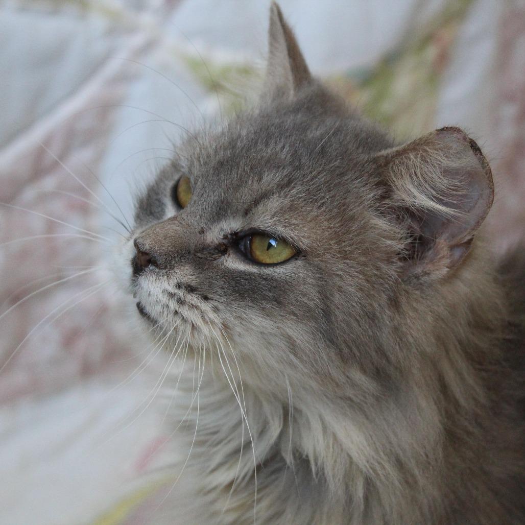 Enlarge Pickles, a Adoptable Domestic Long Hair in Melbourne, KY image 3/6