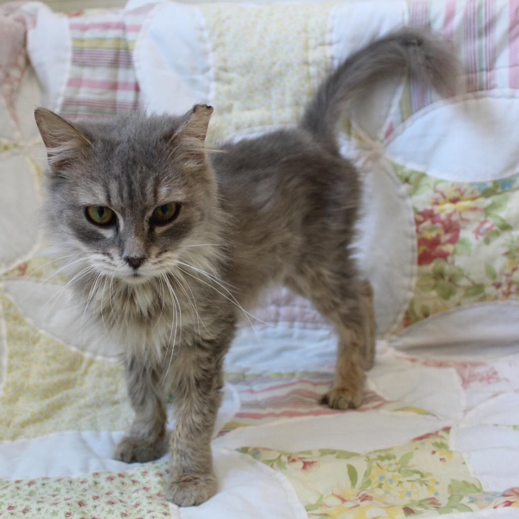 Enlarge Pickles, a Adoptable Domestic Long Hair in Melbourne, KY image 4/6