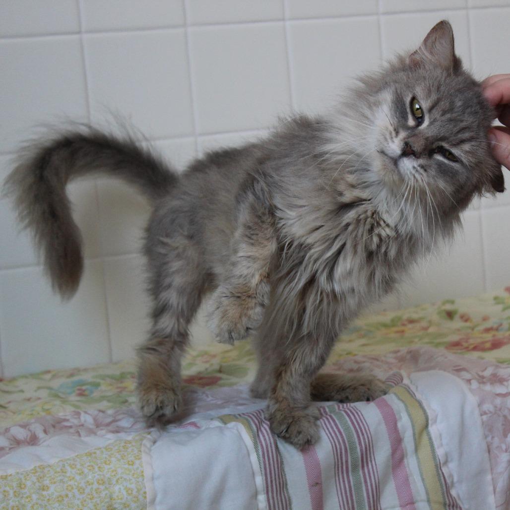 Enlarge Pickles, a Adoptable Domestic Long Hair in Melbourne, KY image 5/6