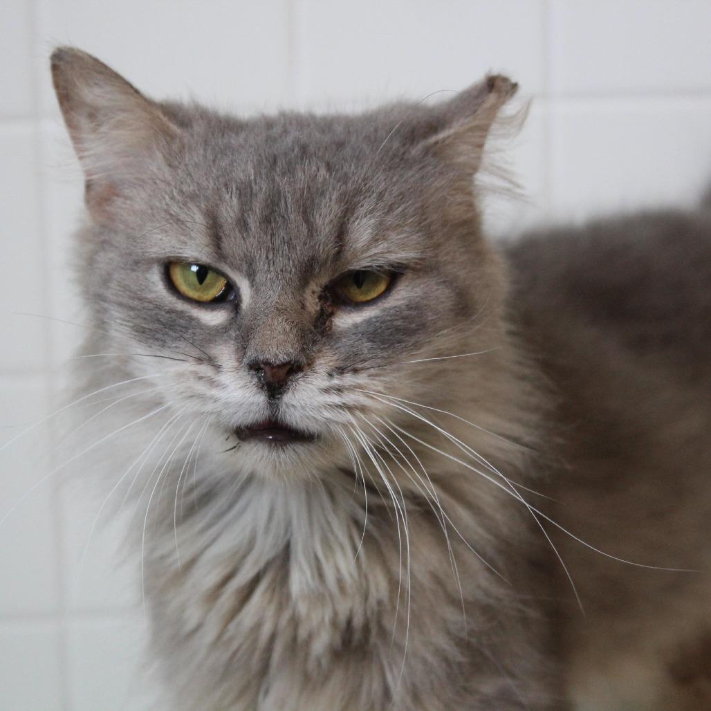 Enlarge Pickles, a Adoptable Domestic Long Hair in Melbourne, KY image 6/6