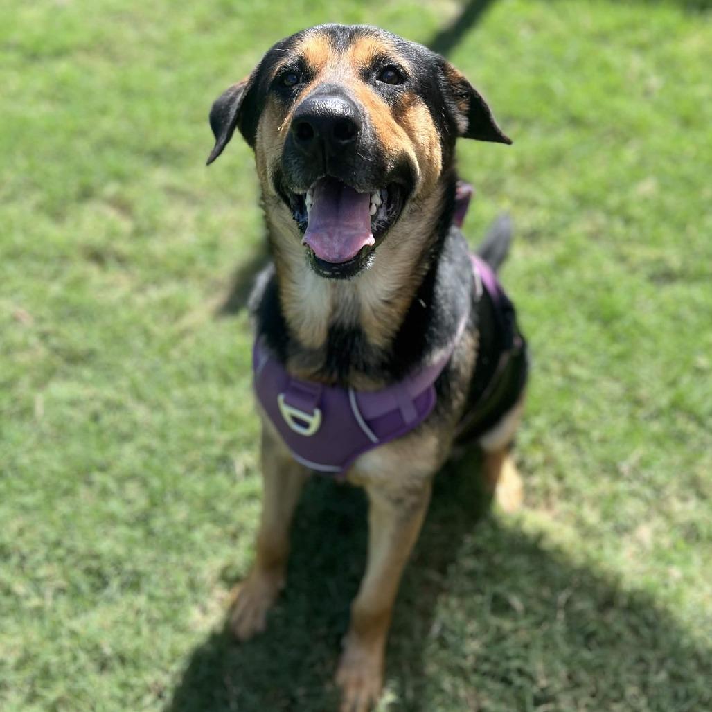 Enlarge Bear, a Adoptable mixed breed in Beaumont, TX image 1/5