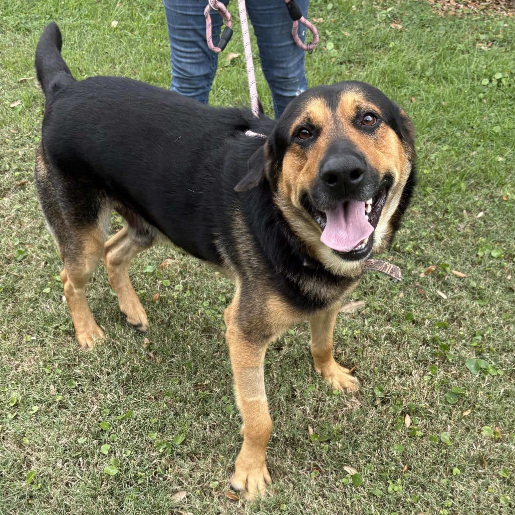 Bear, Adoptable, Adult Male German Shepherd Dog & Hound.