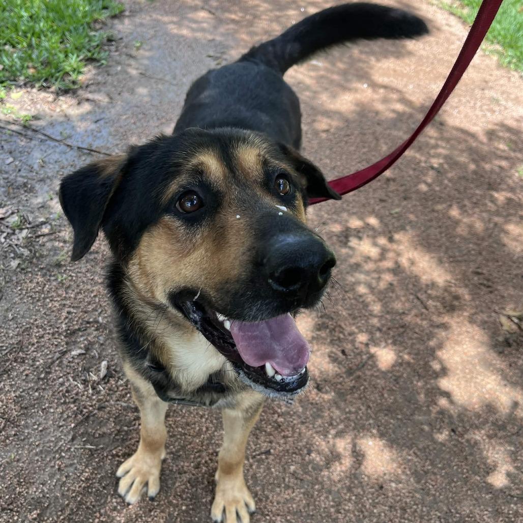 Enlarge Bear, a Adoptable mixed breed in Beaumont, TX image 2/6