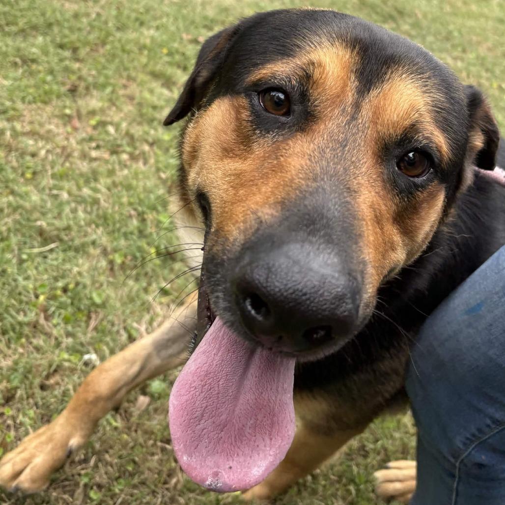 Enlarge Bear, a Adoptable mixed breed in Beaumont, TX image 3/6