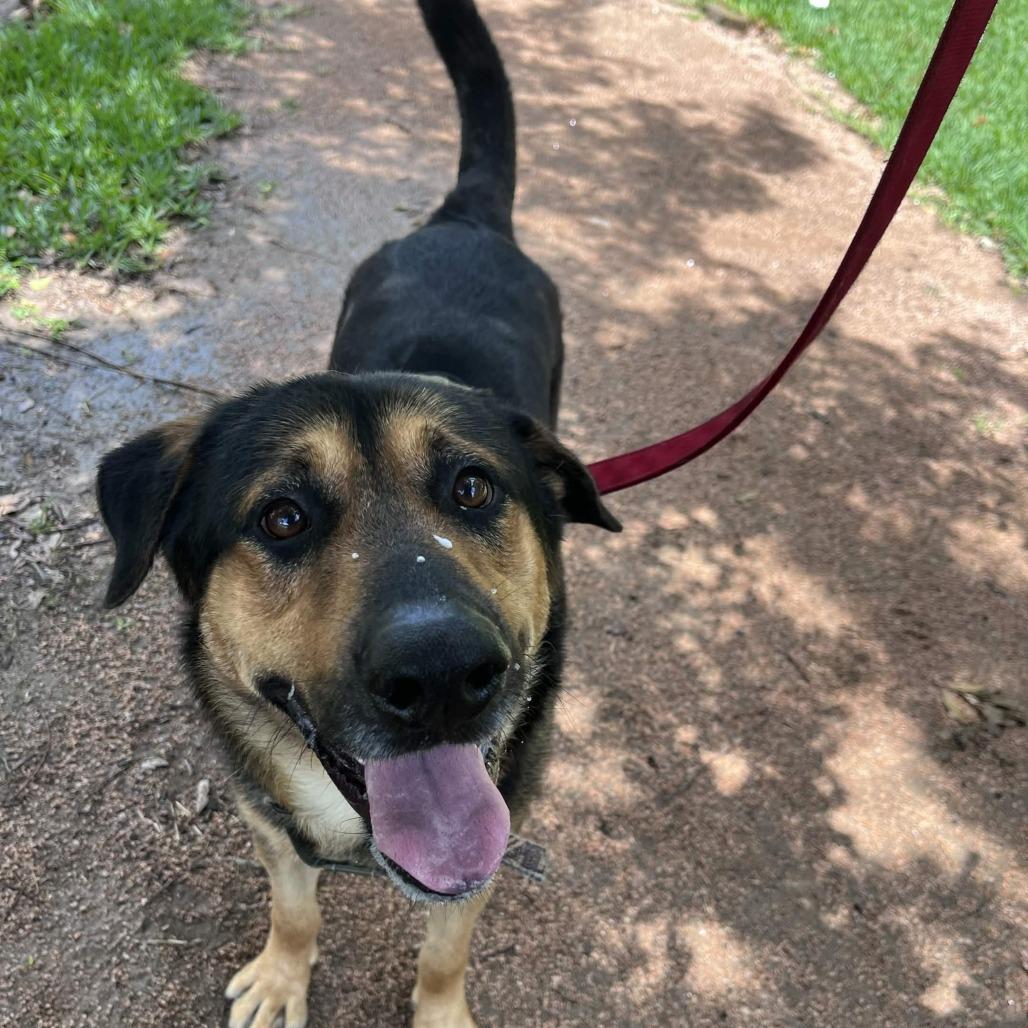 Enlarge Bear, a Adoptable mixed breed in Beaumont, TX image 4/6