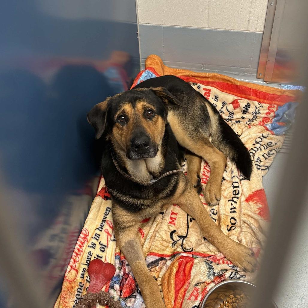 Enlarge Bear, a Adoptable mixed breed in Beaumont, TX image 5/6