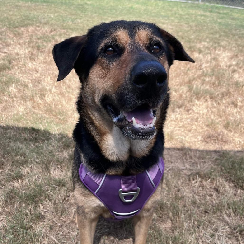 Enlarge Bear, a Adoptable mixed breed in Beaumont, TX image 6/6