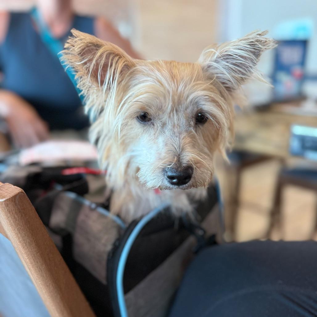 Enlarge Roxy, a Adoptable Yorkshire Terrier in Pasadena , MD image 1/1
